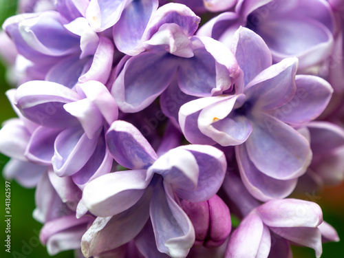 close-up of pale purple lilac flowers in the spring
