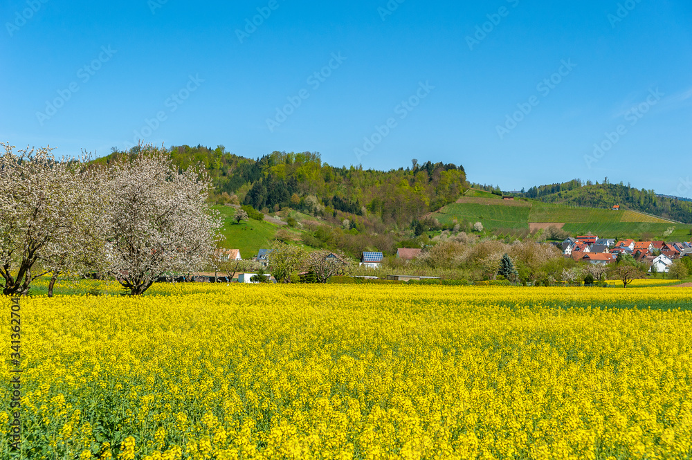 Rape field in front of blooming fruit trees near Ortenberg