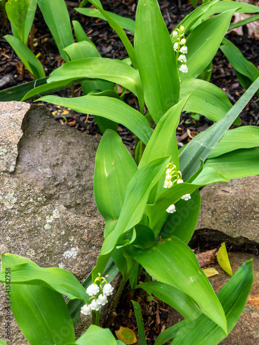 close view of lily of the valley in May © Michele