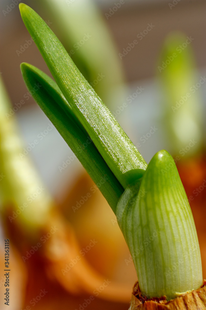 Fototapeta premium Beautiful fresh spring onion makro close-up on natural background.
