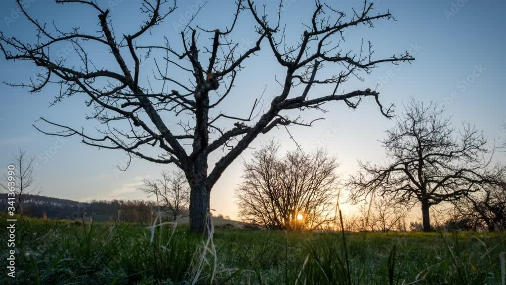 Tree on a meadow in first sunlight Tree on a meadow in first sunlight