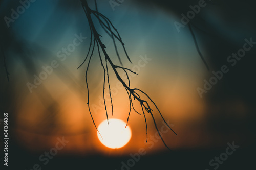 Atardecer entre las ramas