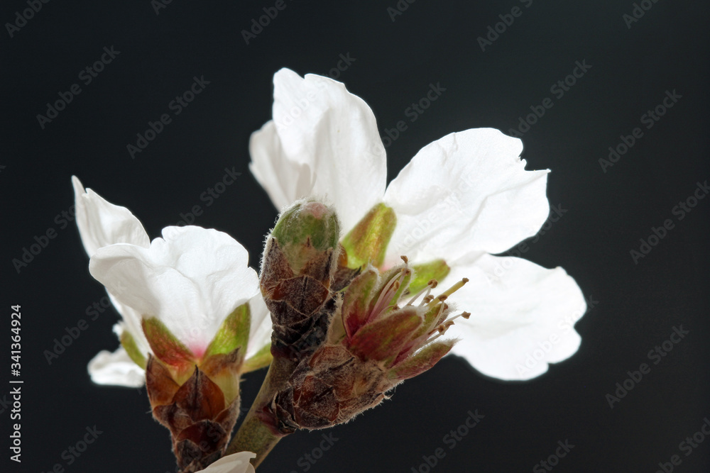 Obraz premium Mandelblüte