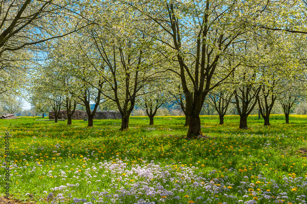 Landscape with flowering fruit trees near Ortenberg Landscape with flowering fruit trees near Ortenberg
