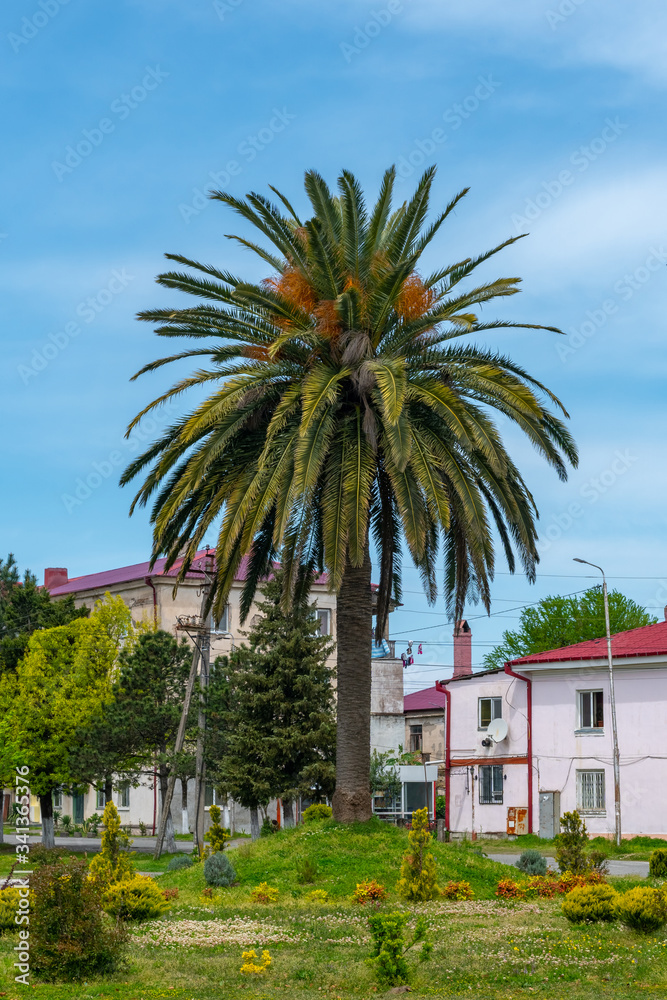Big palm tree in the center of Poti, Georgia