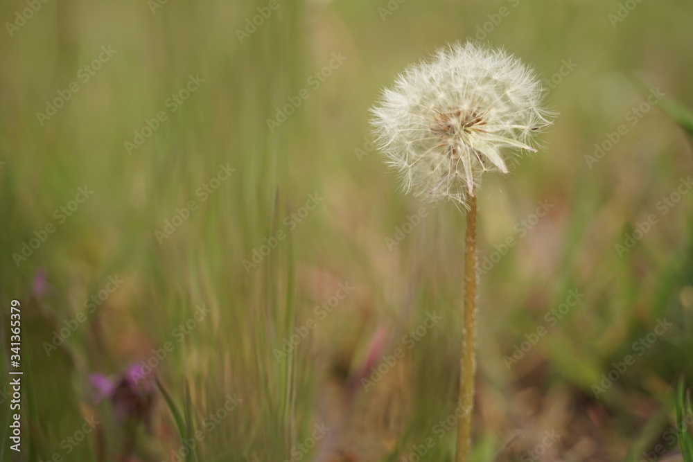 Round fluffy dandelion flower grow in spring garden, side view