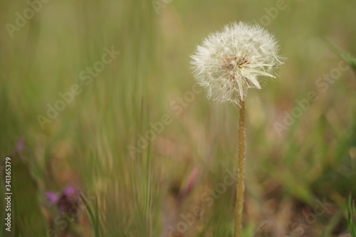 Round fluffy dandelion flower grow in spring garden, side view