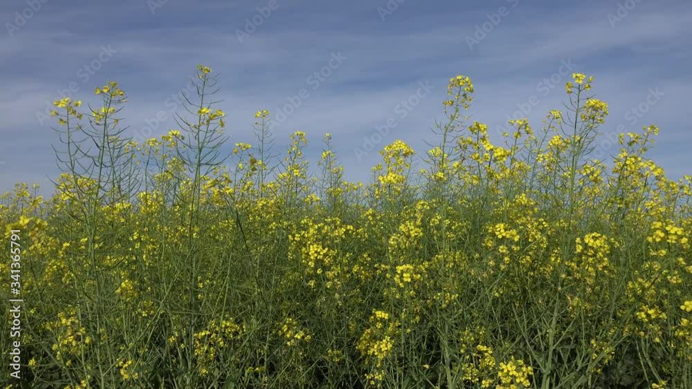 4K Rapeseed, Rape in Agriculture Field, View Colza Cultivated Land, Countryside 4K Rapeseed, Rape in Agriculture Field, View Colza Cultivated Land, Countryside