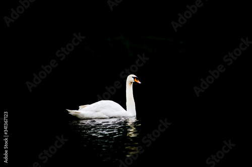 White swan on black background (Cygnus atratus)