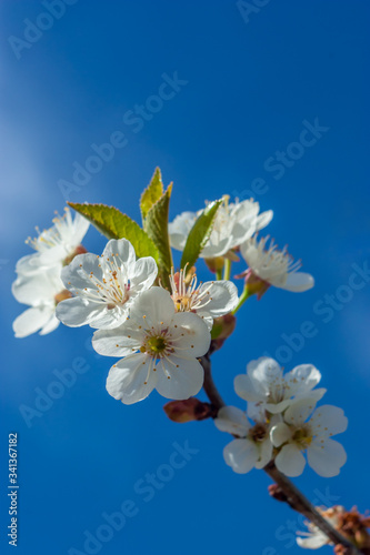 Beautiful white cherry blossoms on a branch in early spring.