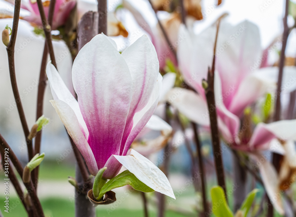 Spring magnolia. A large magnolia flower bloomed in a city park. Pink beautiful tree for mother's day greeting card