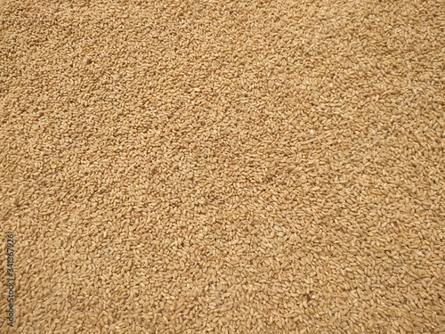 Dried wheat seeds arranged as background. Nepal