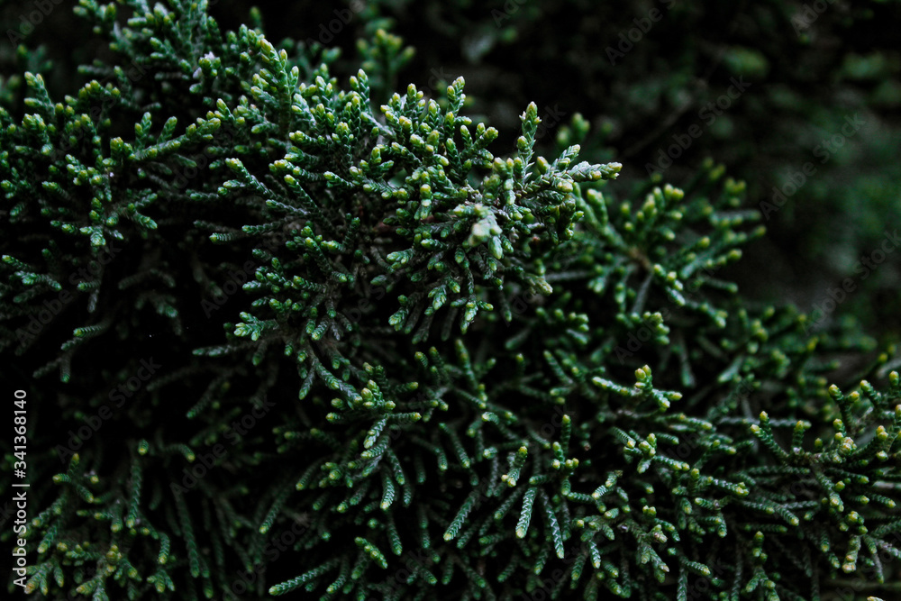 Green branch of cypress on the background of conifer tree