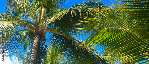 Palm trees under the blue sky on a tropical island