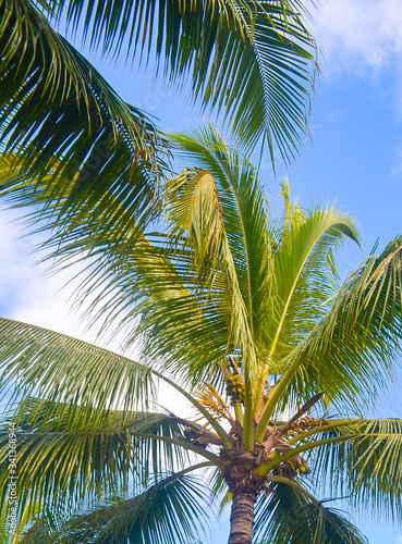 Palm trees under the blue sky on a tropical island © IRYNA