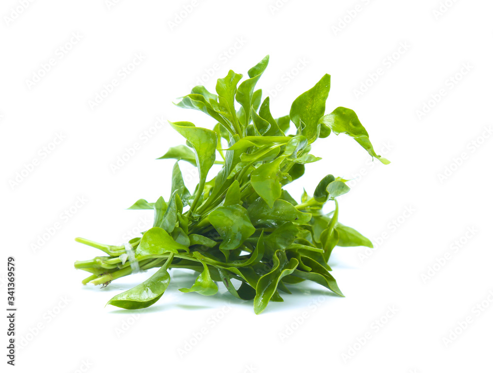 Watercress leaf isolated on white background Watercress leaf isolated on white background