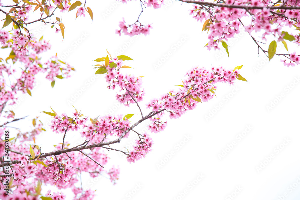 Beautiful cherry blossom or sakura in spring time over  sky