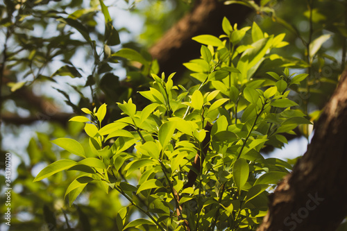 Young Leaf of Cinnamomum camphora tree photo