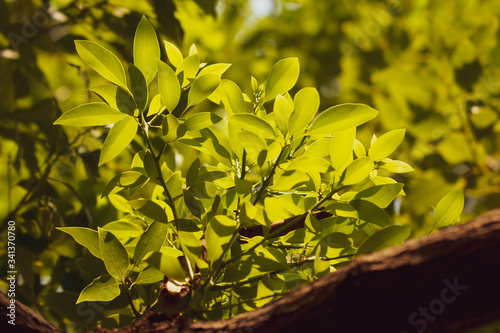 Young Leaf of Cinnamomum camphora tree