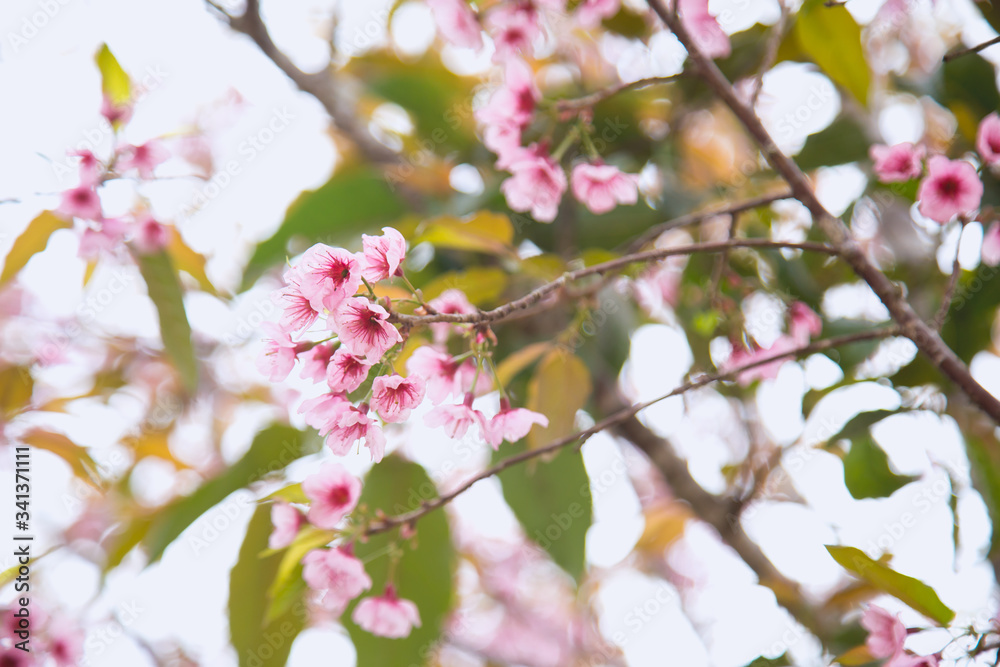 Beautiful cherry blossom or sakura in spring time over sky Beautiful cherry blossom or sakura in spring time over sky