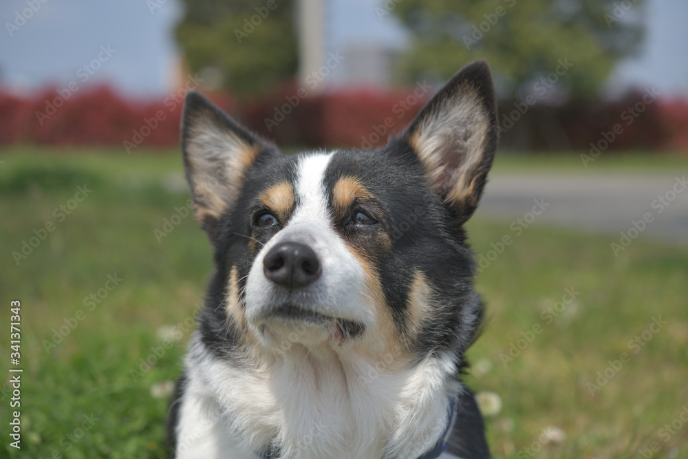 散歩中の黒いコーギー、撮影者の飼い犬。