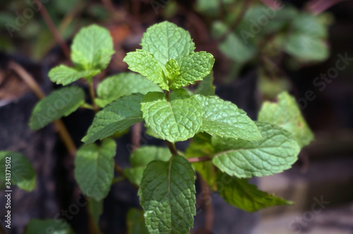 Closeup Green Mint plant leaves.  © sukarman