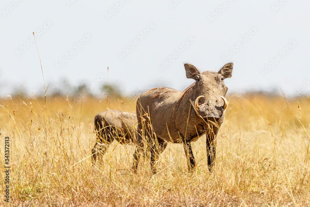 Warthog standing in the high grass on the savanna Warthog standing in the high grass on the savanna