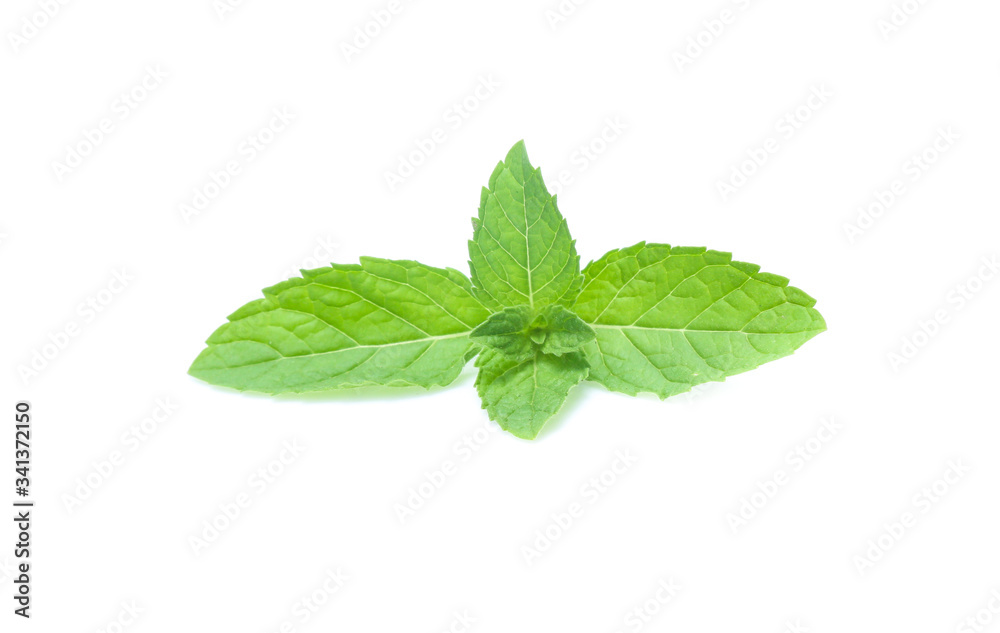 mint leaves isolated isolated on white mint leaves isolated isolated on white