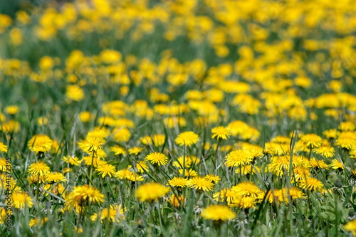 Yellow dandelions in green meadow. © Elmars