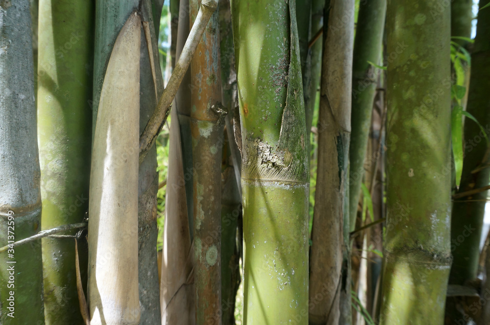 Fototapeta premium Green yellow bamboo trees detail and texture background