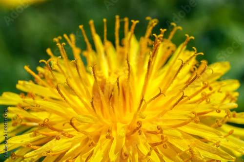 Yellow dandelions in green meadow.