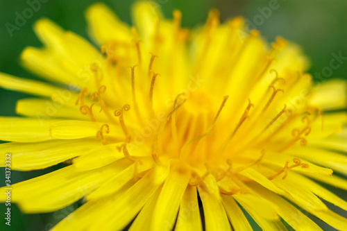 Yellow dandelions on blue sky background.