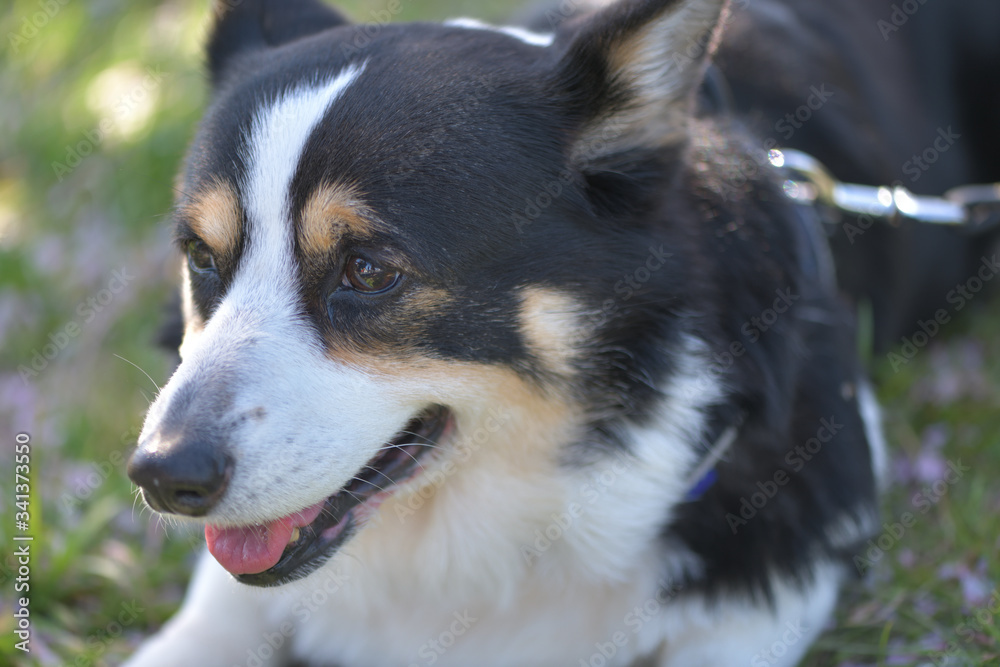 Obraz premium 桜の花の咲く小春日和に散歩する黒いコーギー、撮影者の飼い犬。
