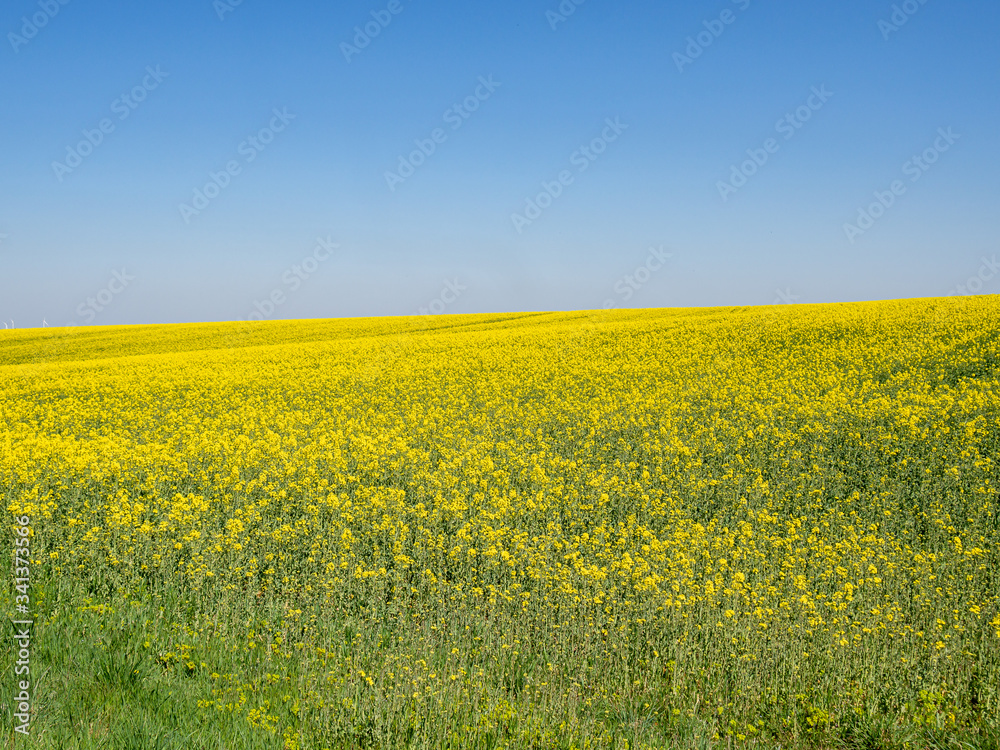 Fototapeta premium Rapsfeld blüht gelb im Frühling