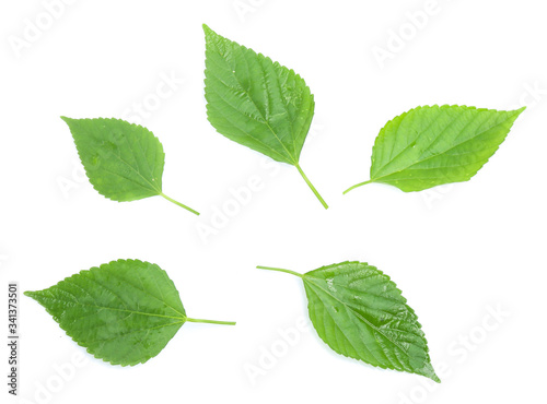 green leaf isolated on a white