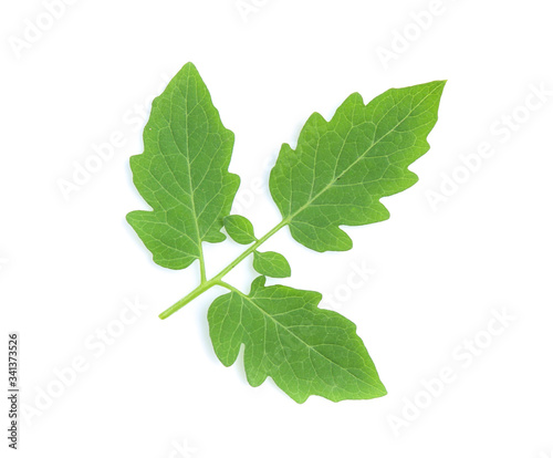 fresh tomato leaf on white background