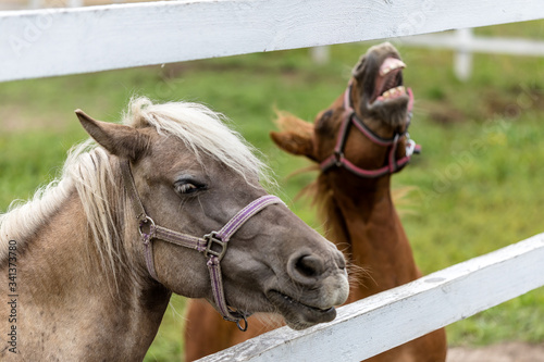 Beautifull horse at farm. photo