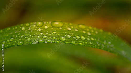 Water droplets on a leaf in the garden