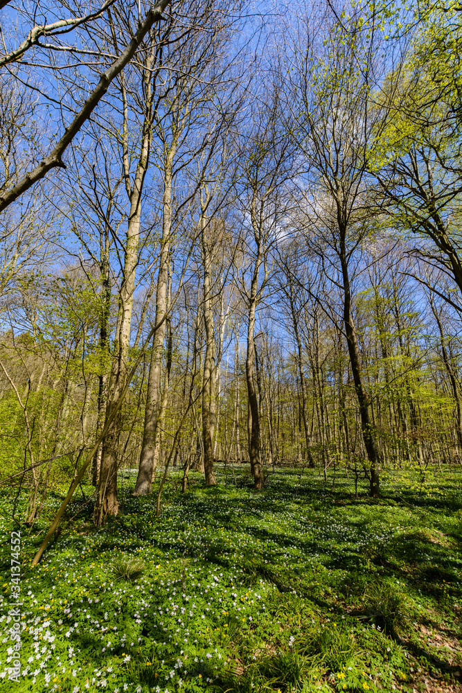 Fototapeta premium Radfahrweg und Wanderweg durch die Goor, Insel Rügen