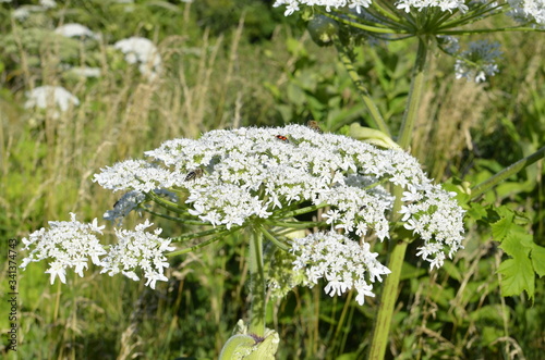 Poisonous plant cow parsnip Sosnowski. Cow parsnip blooms in summer. photo