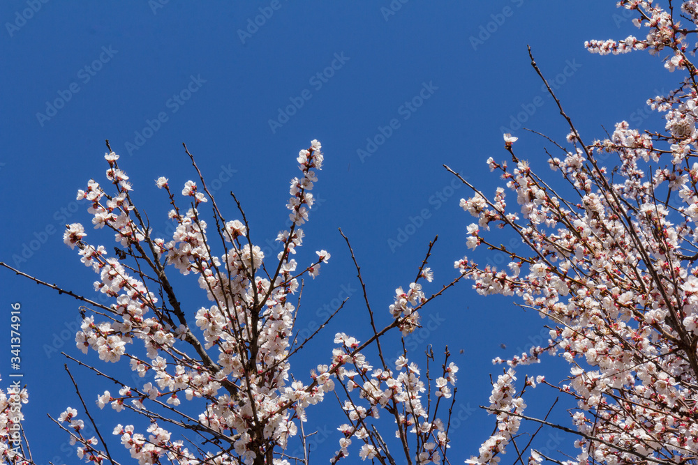 Beautiful apricot blossoms on blue sky background. Space for text
