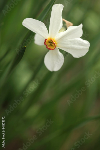 White narcissus in spring garden