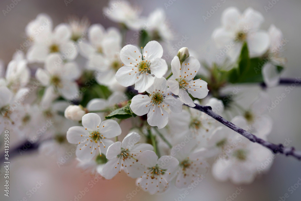 White blossom in spring garden