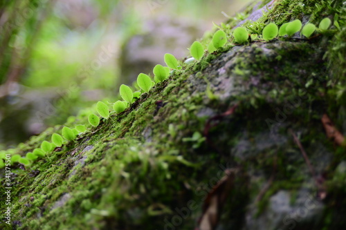 Close-Up Of the Lemmaphyllum Microphyllum Leaves Against Blurred Background. photo