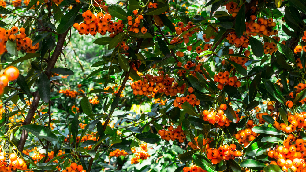 Fototapeta premium A nice sea buckthorn bush in Budapest.