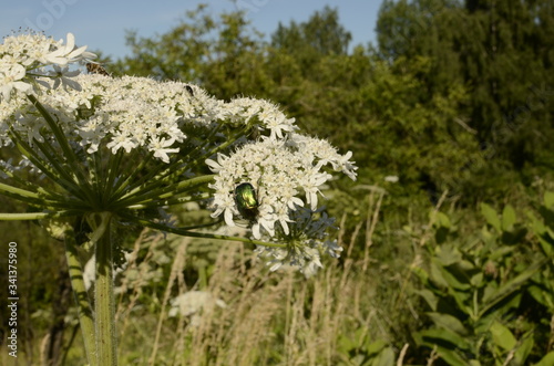 Poisonous plant cow parsnip Sosnowski. Cow parsnip blooms in summer. photo