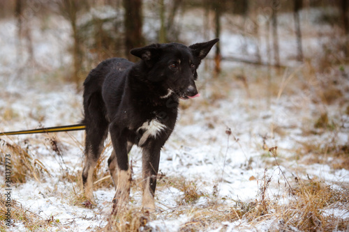 Charming black dog with expressive ears. Dog for a walk in the forest. Photoshoot of a black purebred dog