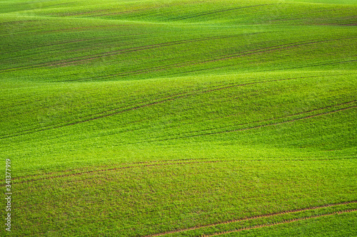 Spring Rolling Green Hills With Fields Of Wheat © lukjonis