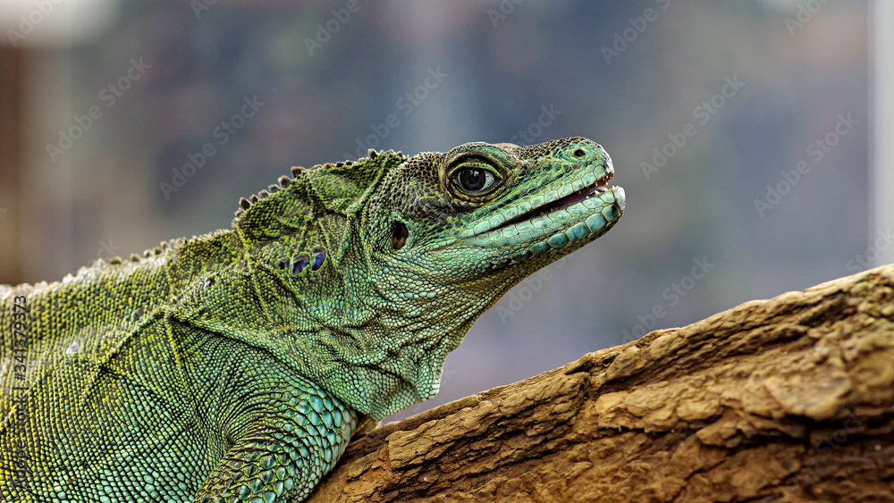 Obraz premium reptile