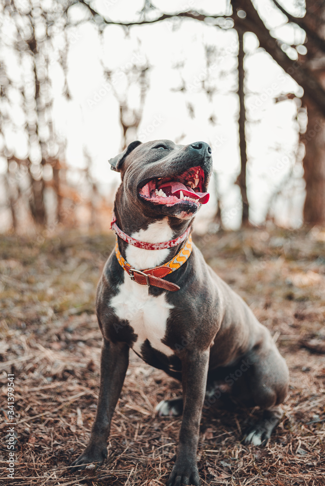 Vertical portrait of Blue American Staffordshire terrier (amstaff) sitting on the ground in nature. American Stafford dog with perfect muscular body and  beautiful face resting in forest on sunset.